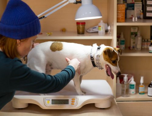Why Does Body Condition Matter More Than Your Pet’s Weight?