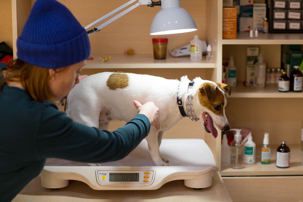 A person in a blue hat examines a white and brown dog on a veterinary scale under a lamp, with shelves of medical supplies in the background.