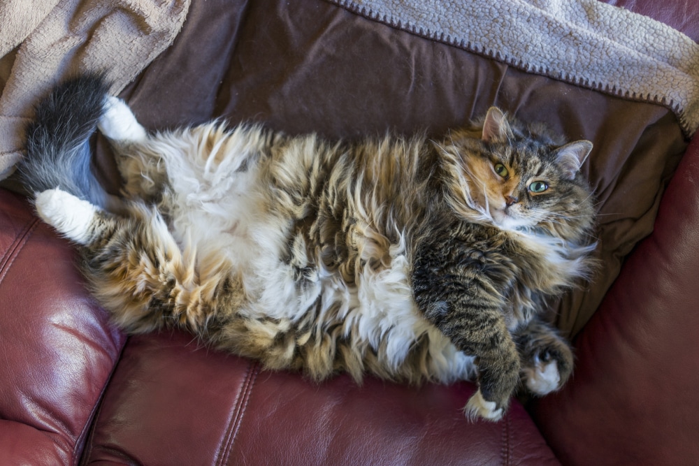 A fluffy tabby cat lies on its back on a brown and red couch, showing its belly and looking up at the camera.