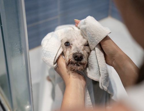 Is the Right Shampoo Enough for Your Pet’s Sensitive Skin?