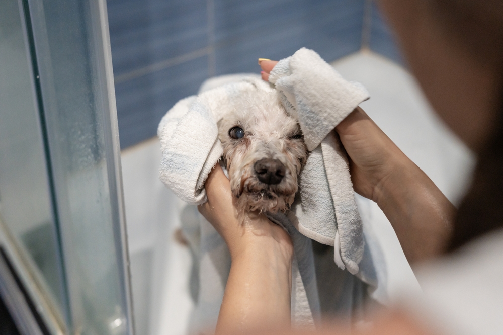 A small, wet dog is being gently dried with a white towel by a person after a bath in a bathroom with blue tiled walls.